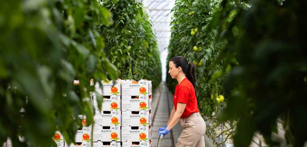 Θερμοκήπια Σαββίδη: Η Dramello Fresh διπλασιάζει την παραγωγή ντομάτας και ανοίγει δρόμο για νέες καλλιέργειες